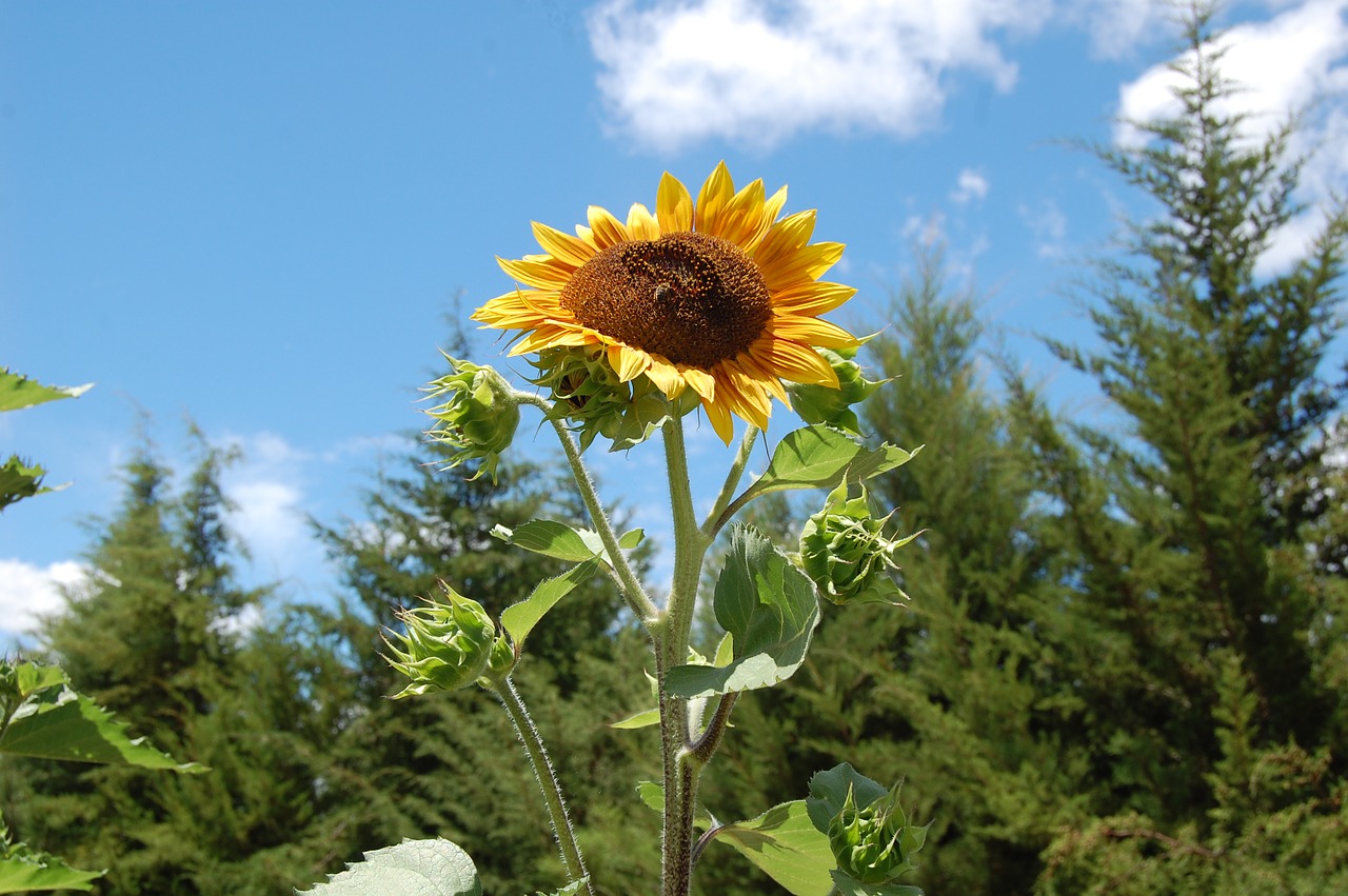 Image - sunny flower seeds vegetables