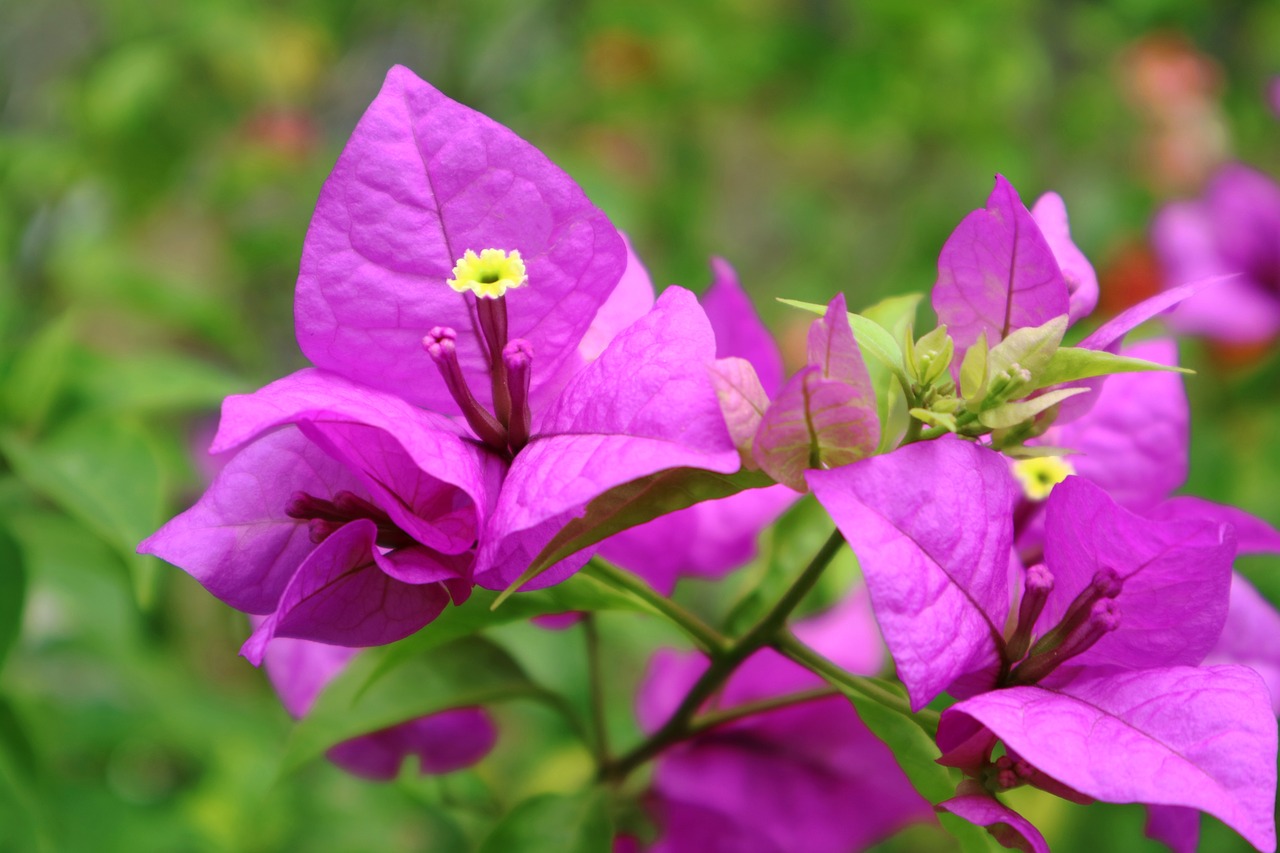 Image - bunga flower pink green nature