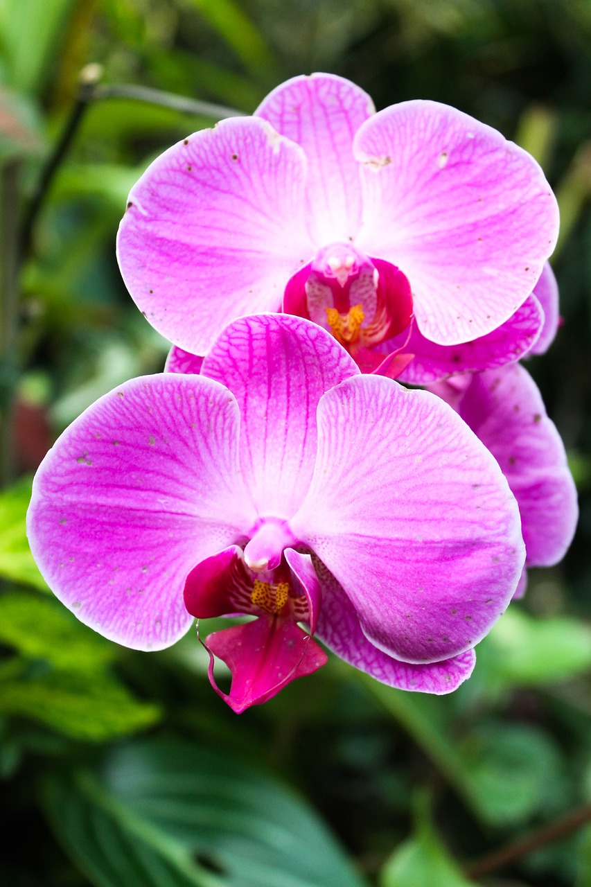 Image - flowers leaves leaf floral summer