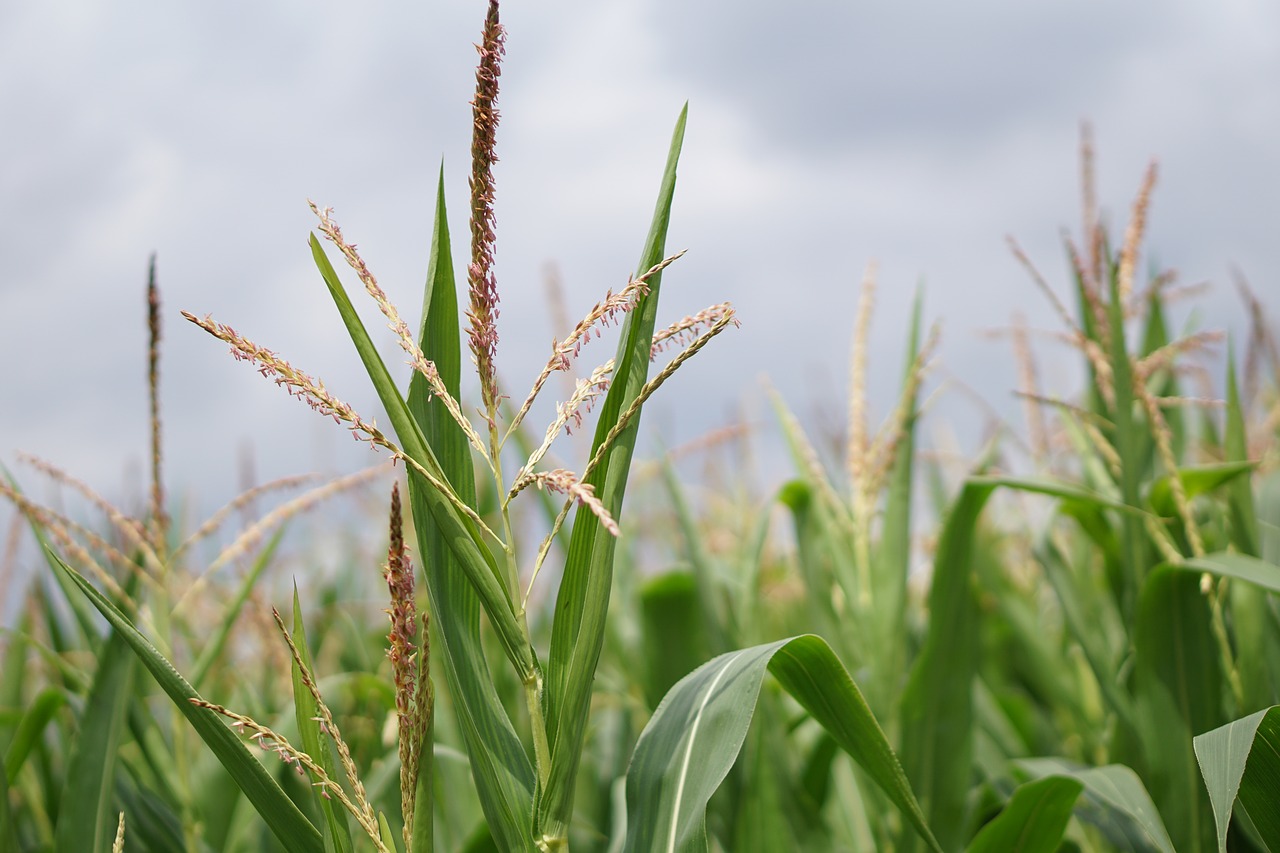 Image - cornfield corn corn cultivation