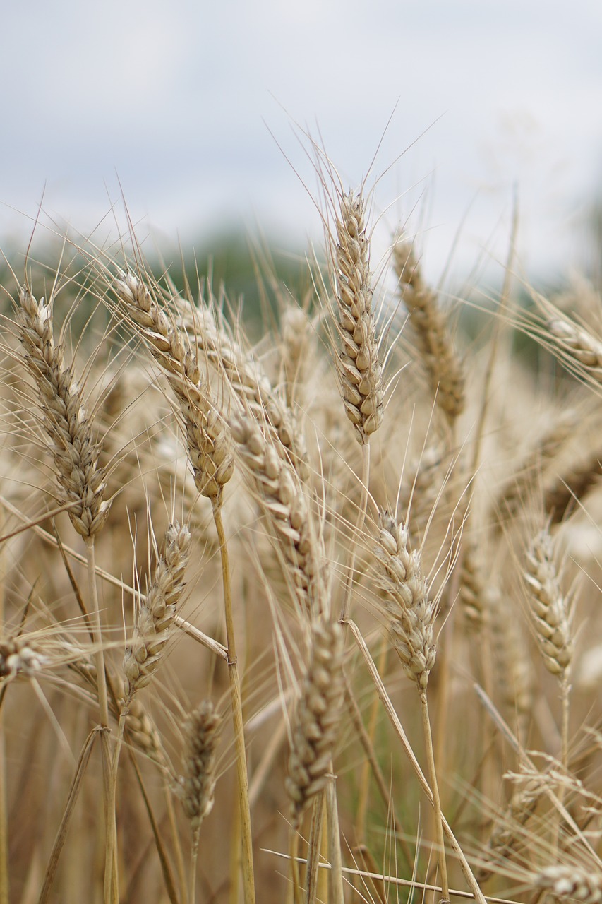 Image - wheat field wheat wheat cultivation