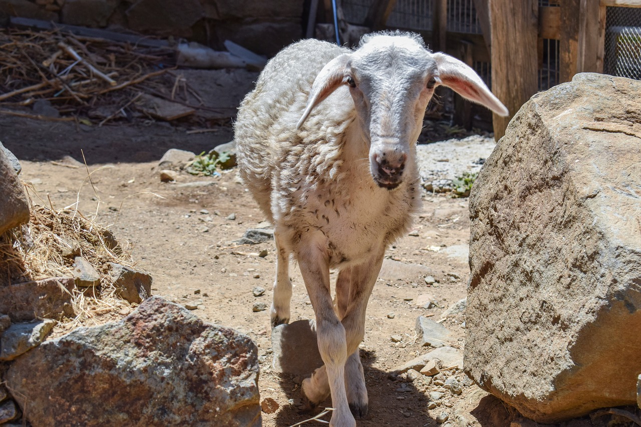 Image - sheep curious adorable cute