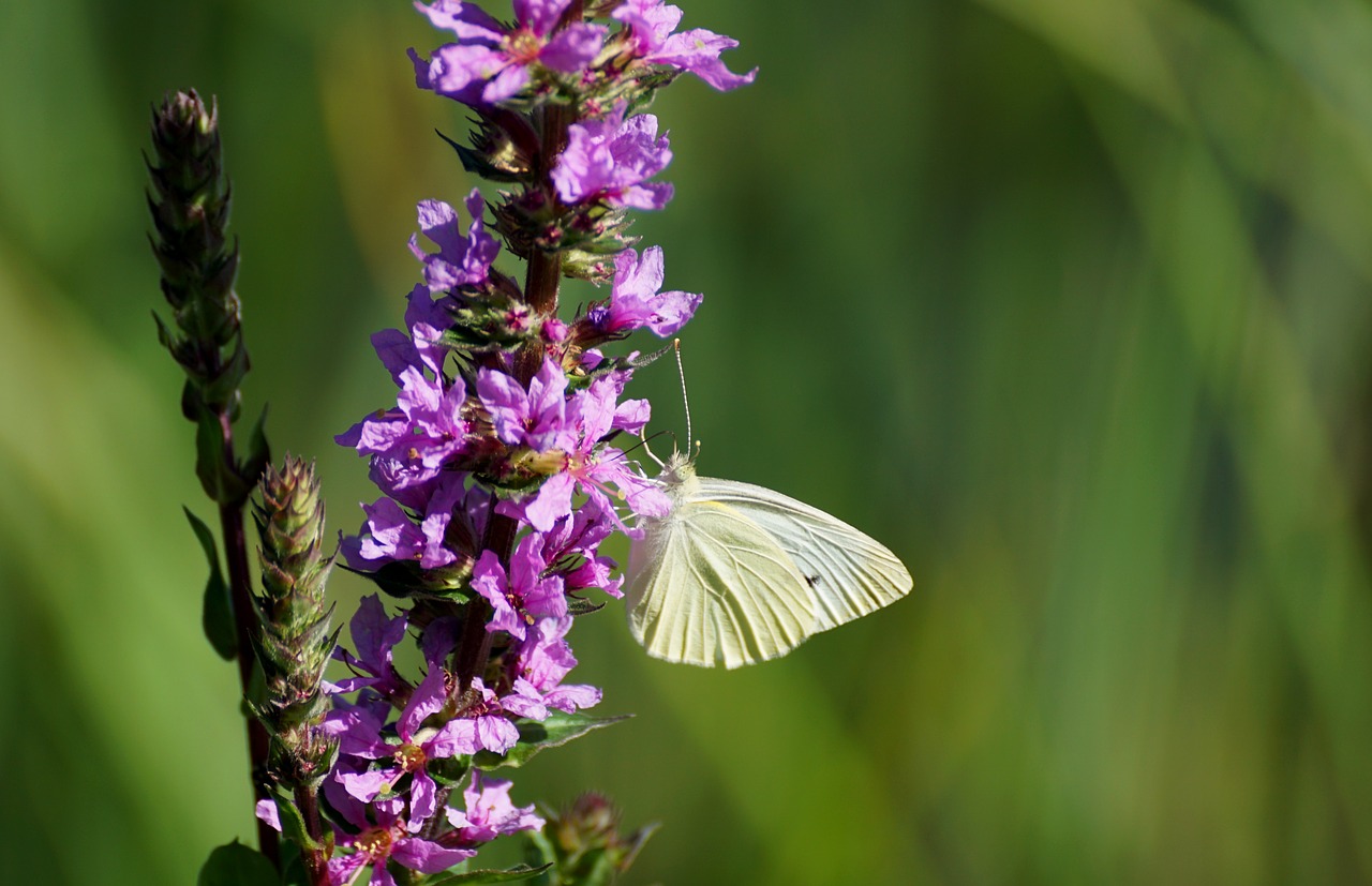 Image - weis sling butterfly close insect