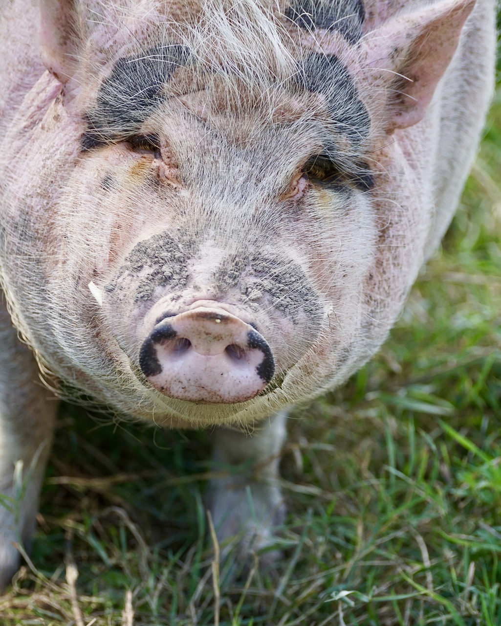 Image - pig animal happy pig farm