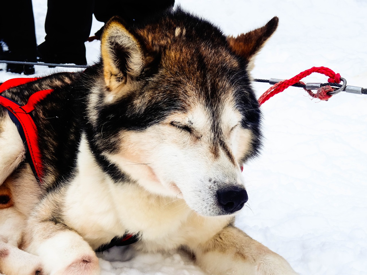 Image - husky dog animal sled dog fur