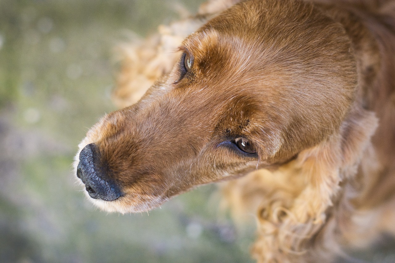 Image - coker spaniel english gold rudy