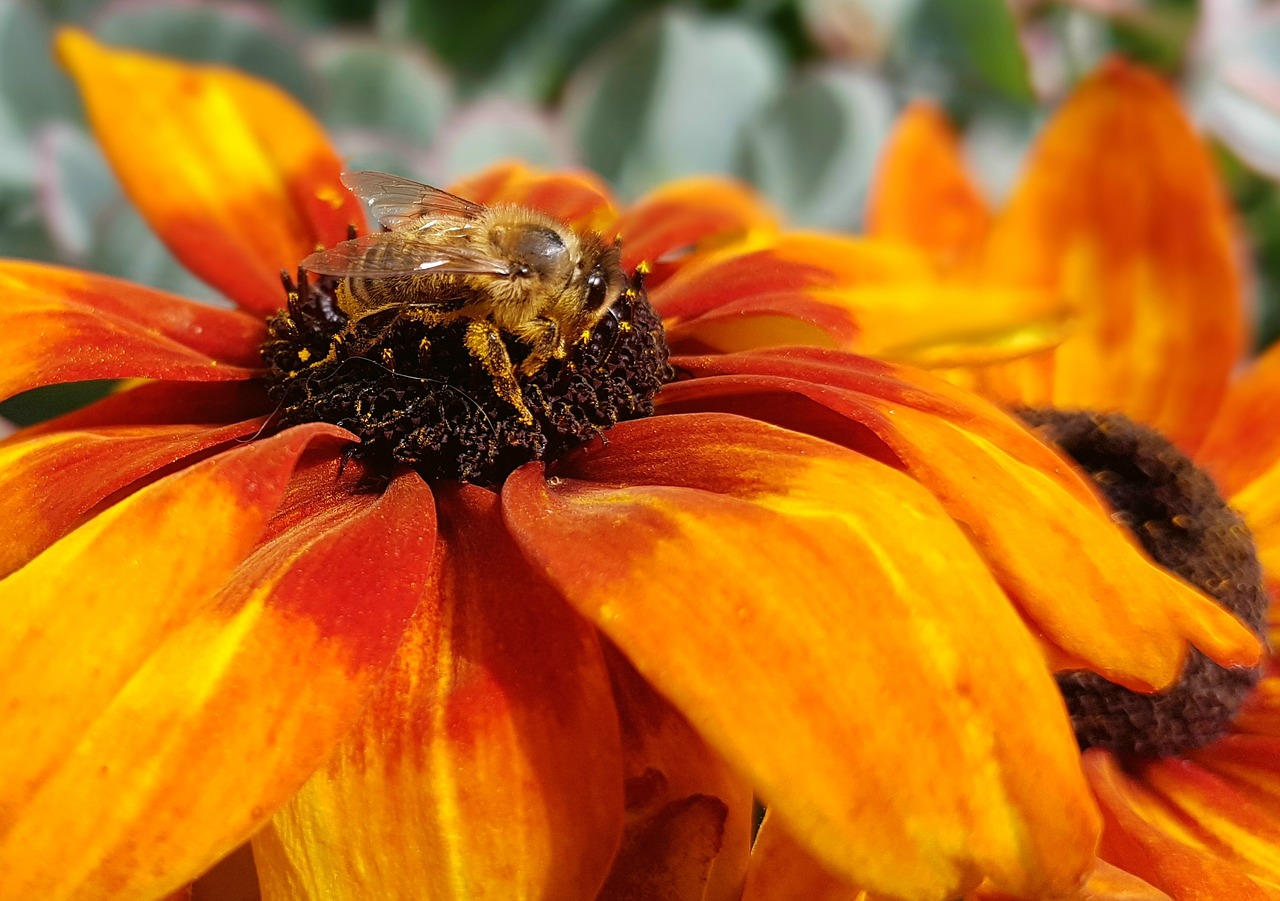 Image - bee insect blossom bloom