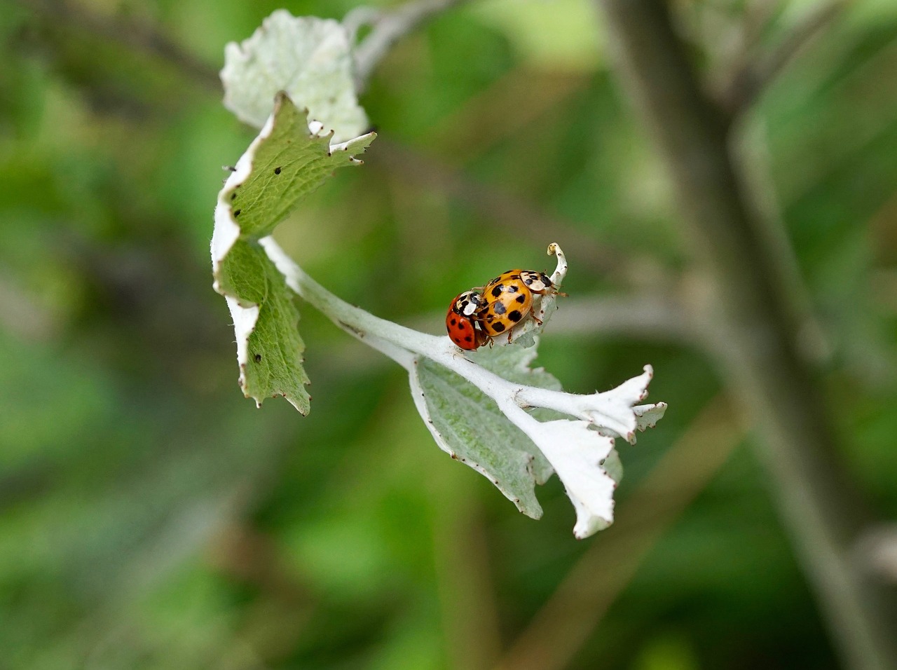 Image - beetle lucky ladybug ladybug