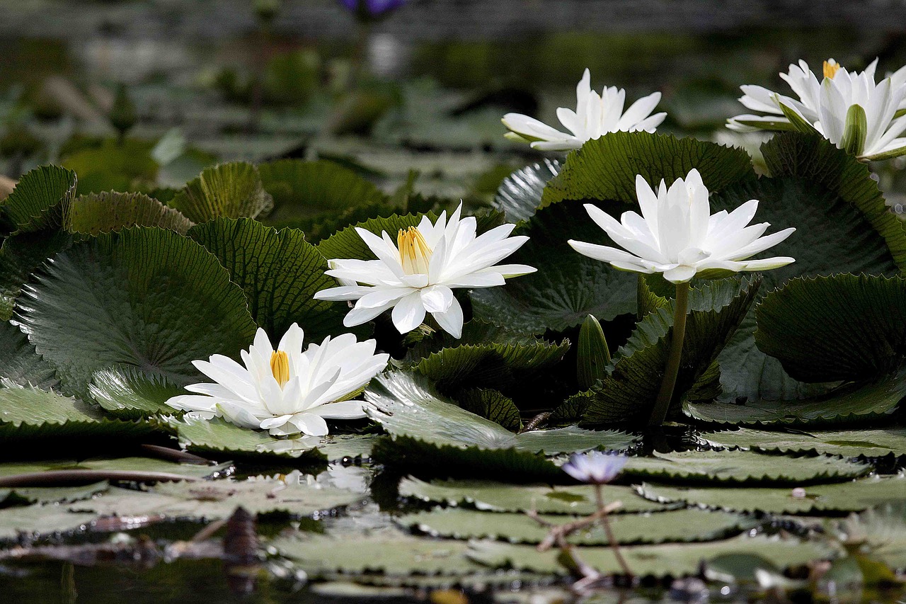 Image - flowering nymphaea alba