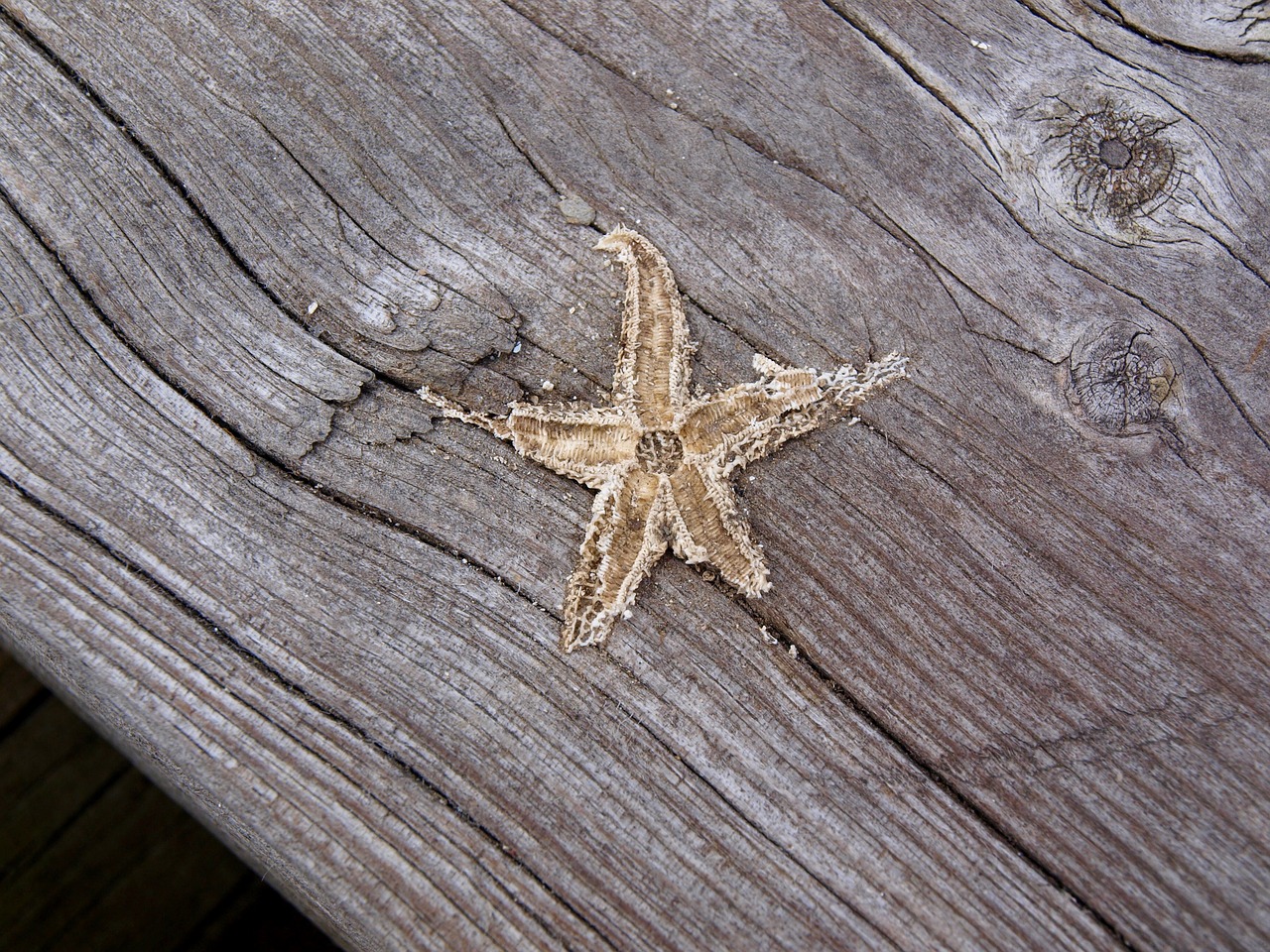 Image - bridge starfish wood summer water