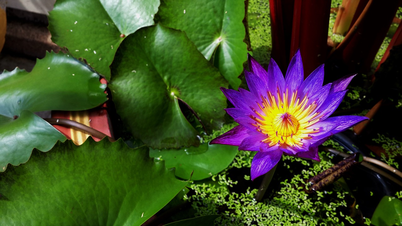 Image - flower lotus pond lotus flower