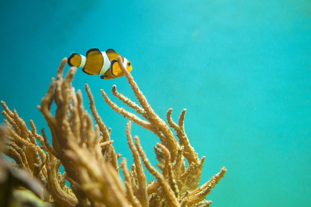 Image - nemo fish underwater sea marine