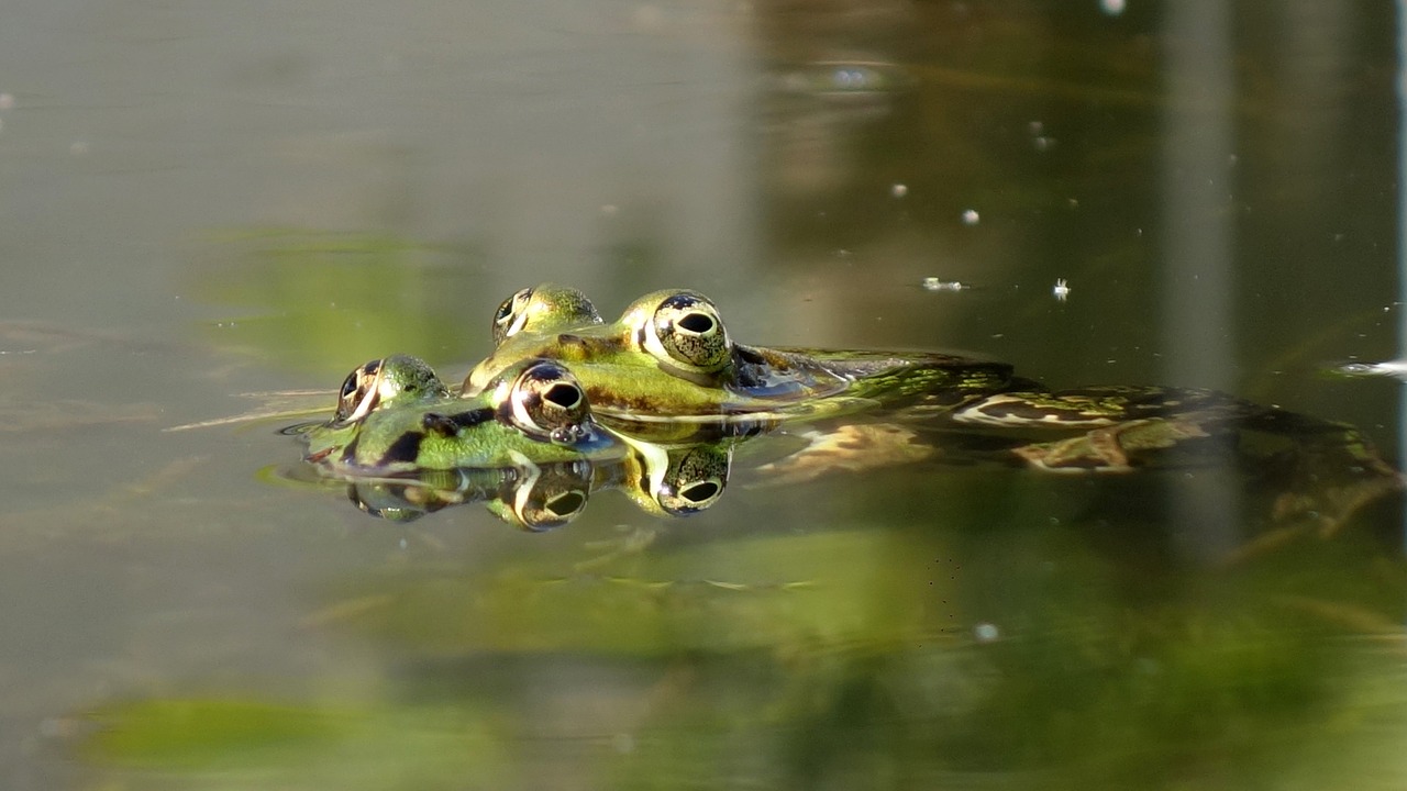 Image - frogs mate propagation amphibians