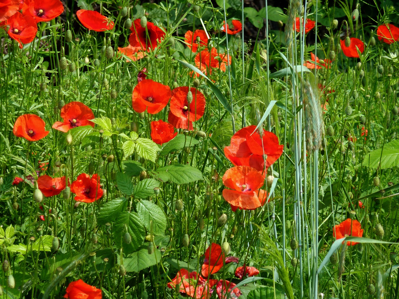 Image - poppy field of poppies klatschmohn