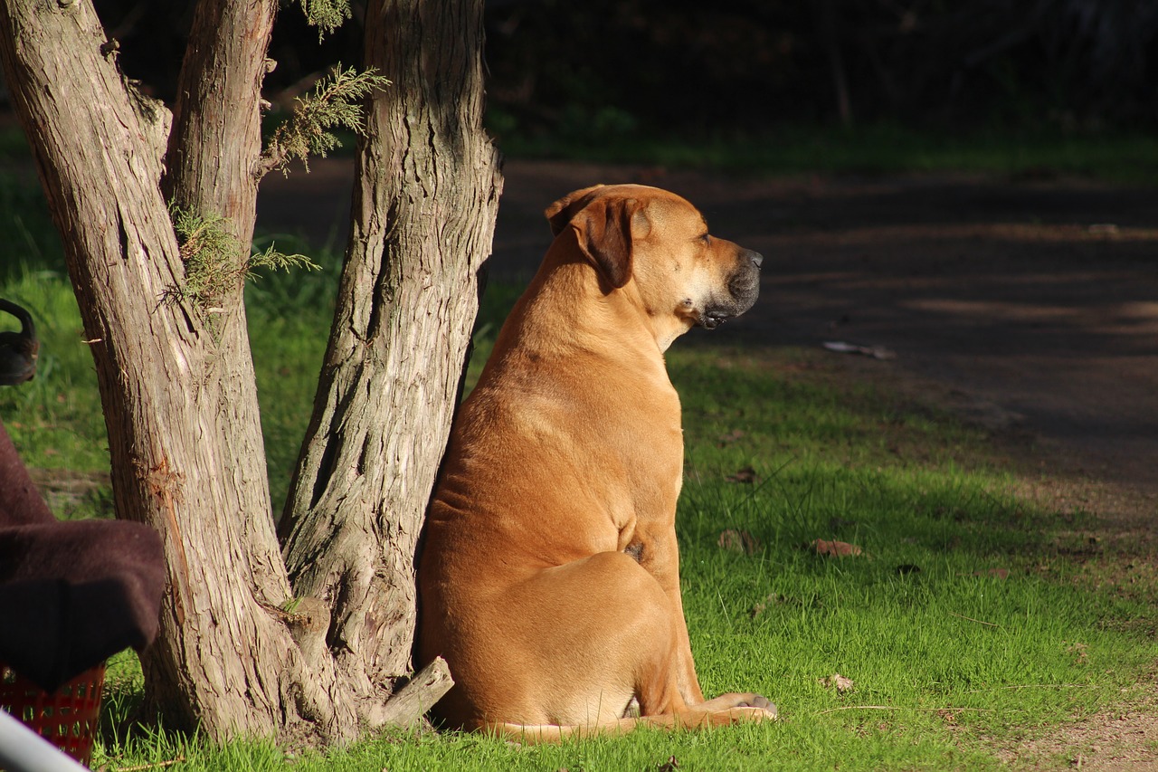 Image - dog mastiff bull mastiff animal