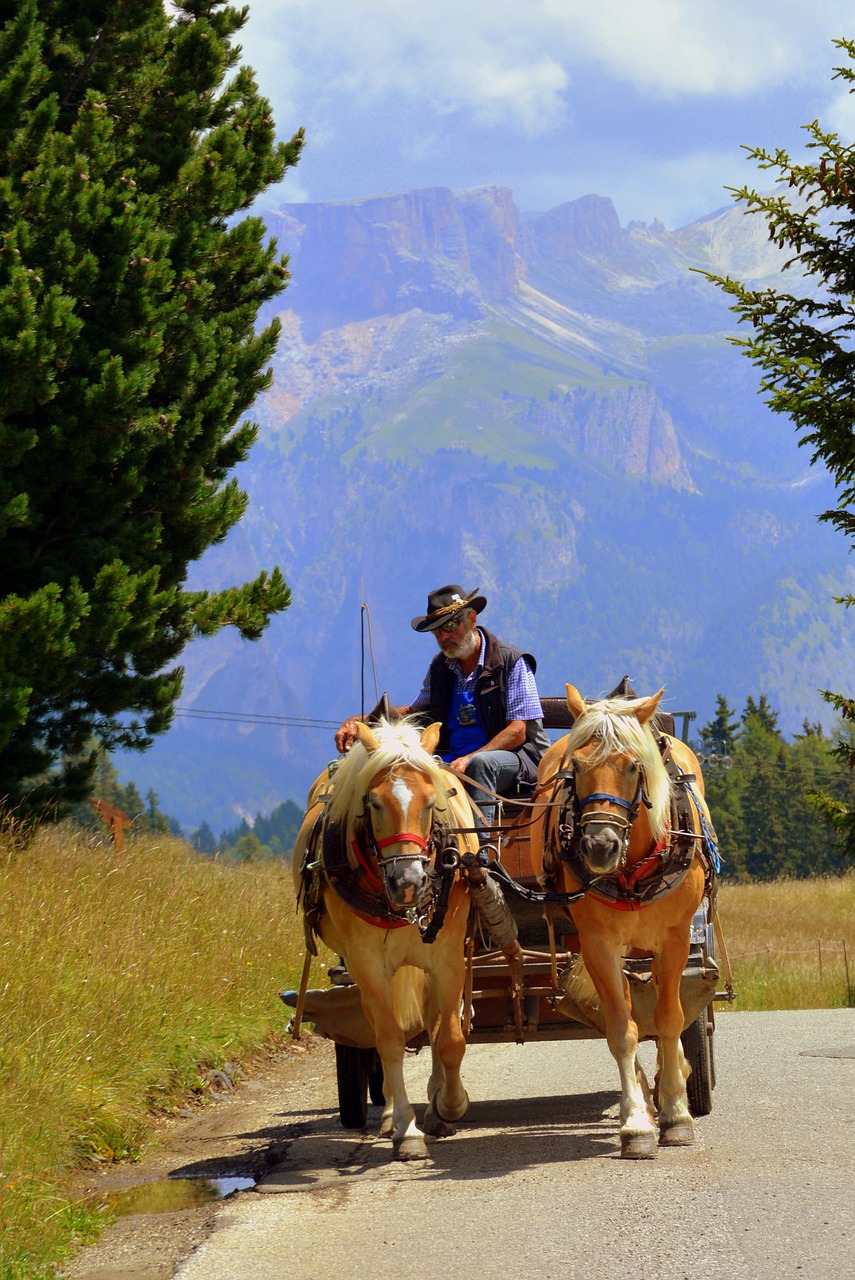 Image - horse carrozza animals road