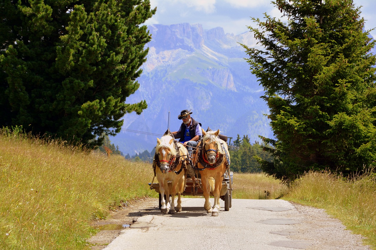 Image - horse carrozza animals road