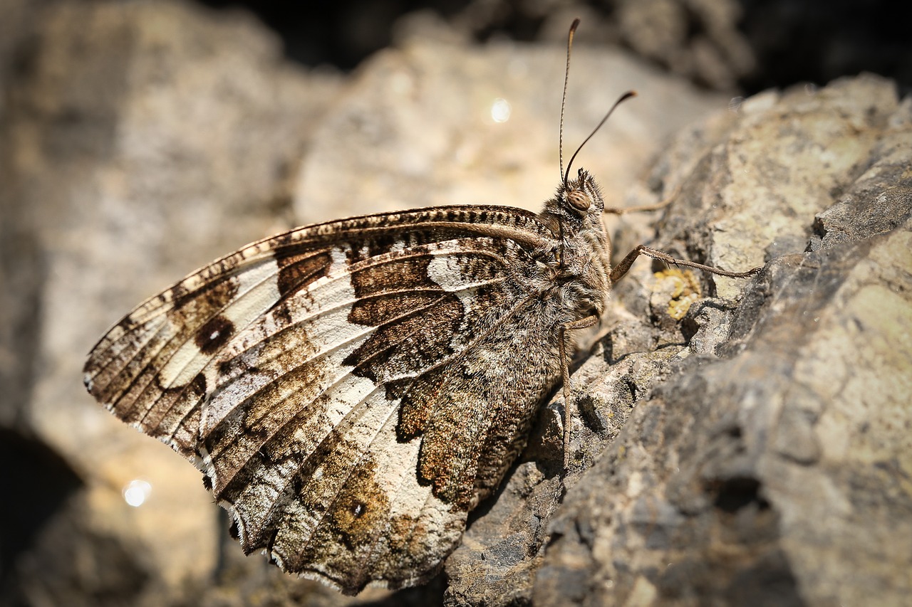 Image - white forest porter brintesia