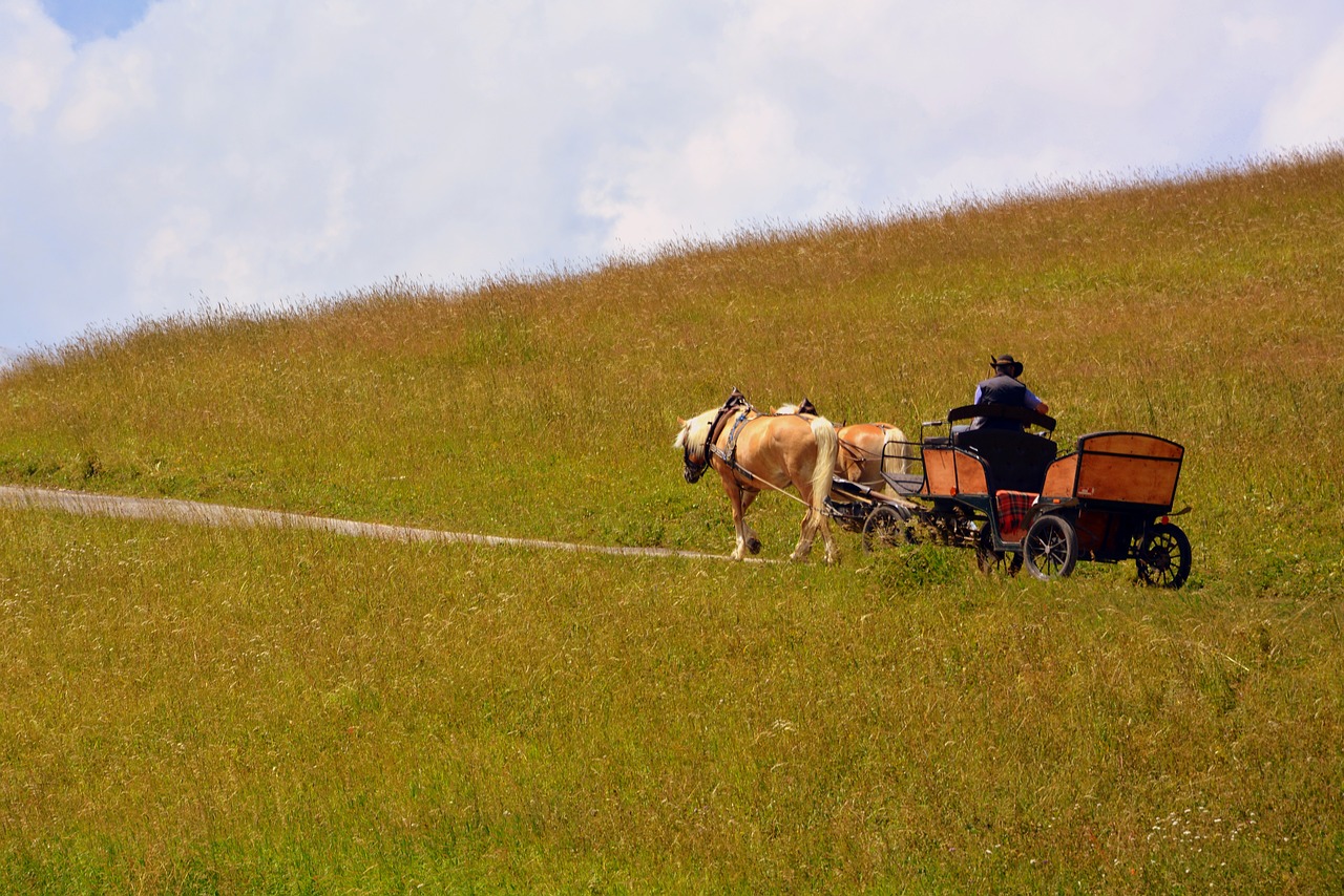 Image - horse carrozza animals road