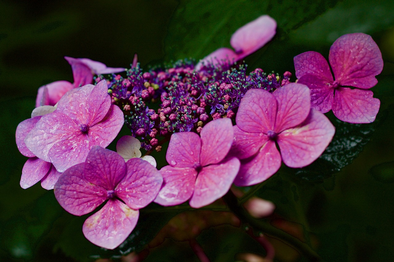 Image - hydrangea hydrangea aspera lacecap