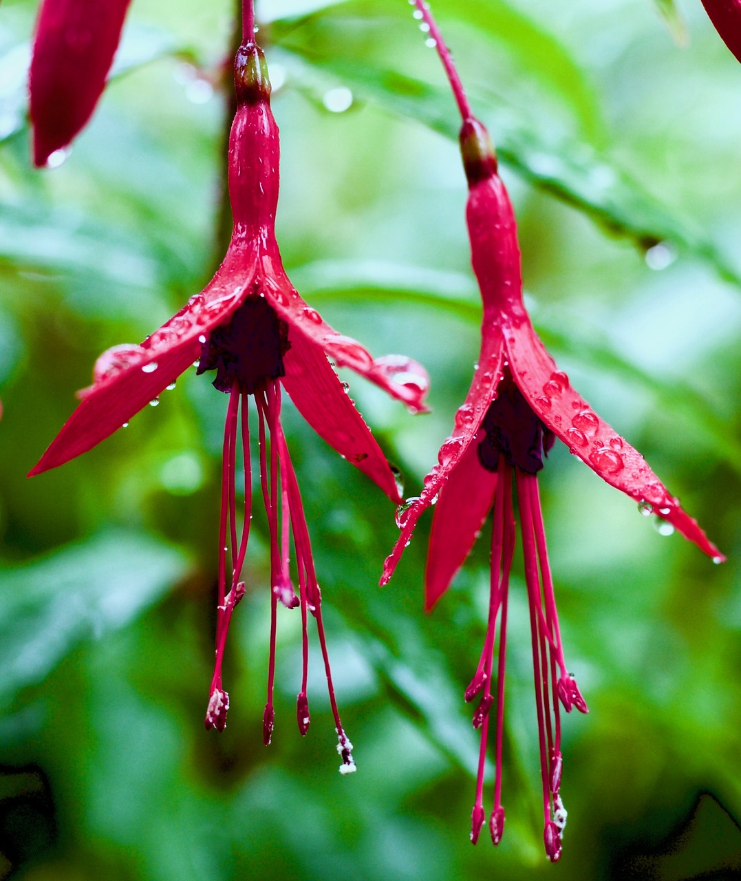 Image - fuschia flower rainy day rain