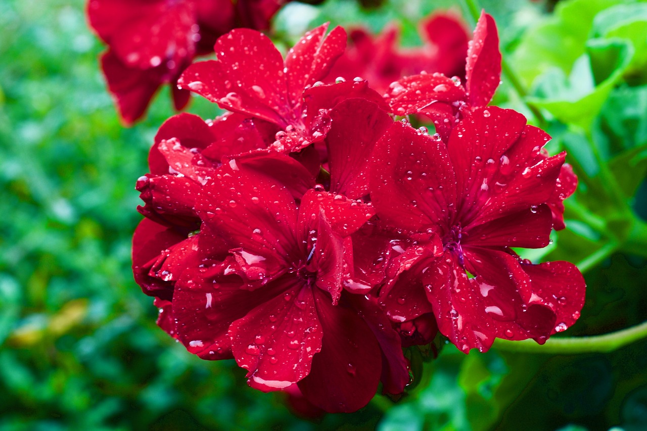 Image - geranium cranes bill pelargonium