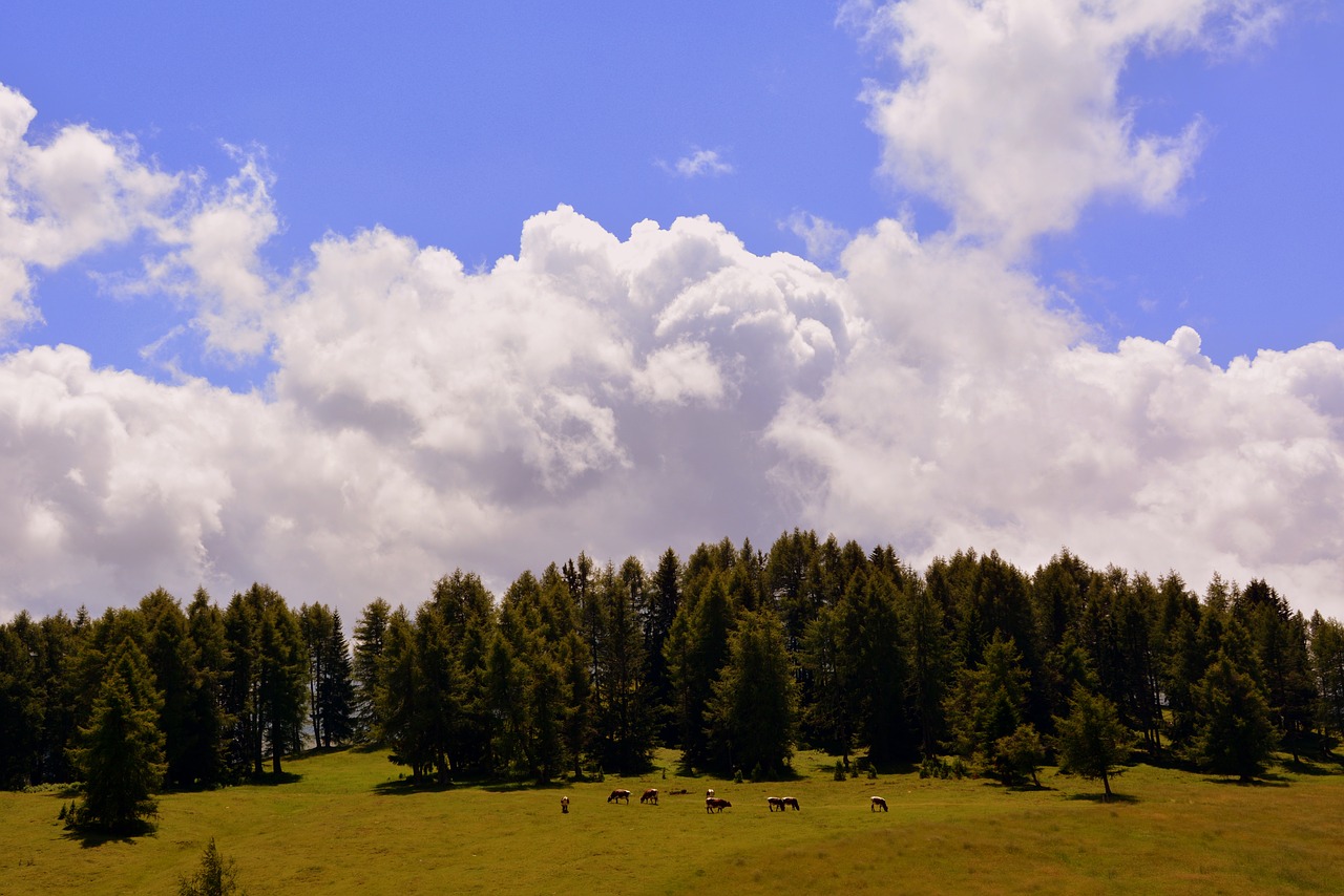 Image - prato sky pasture forest clouds