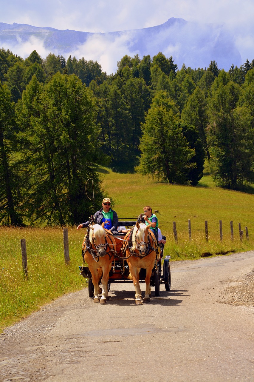 Image - horse calash carrozza road forest