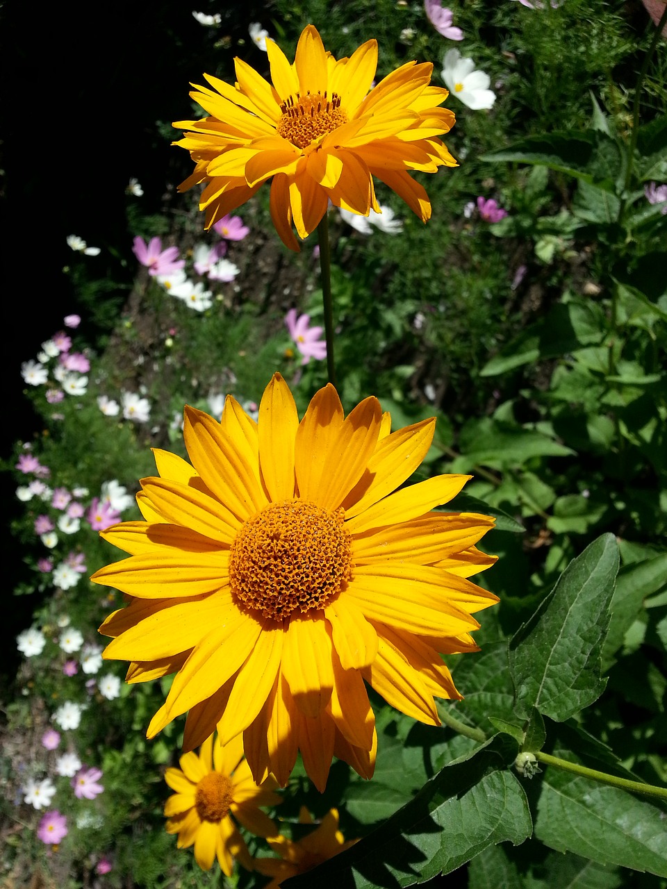 Image - flowers yellow petals stamens