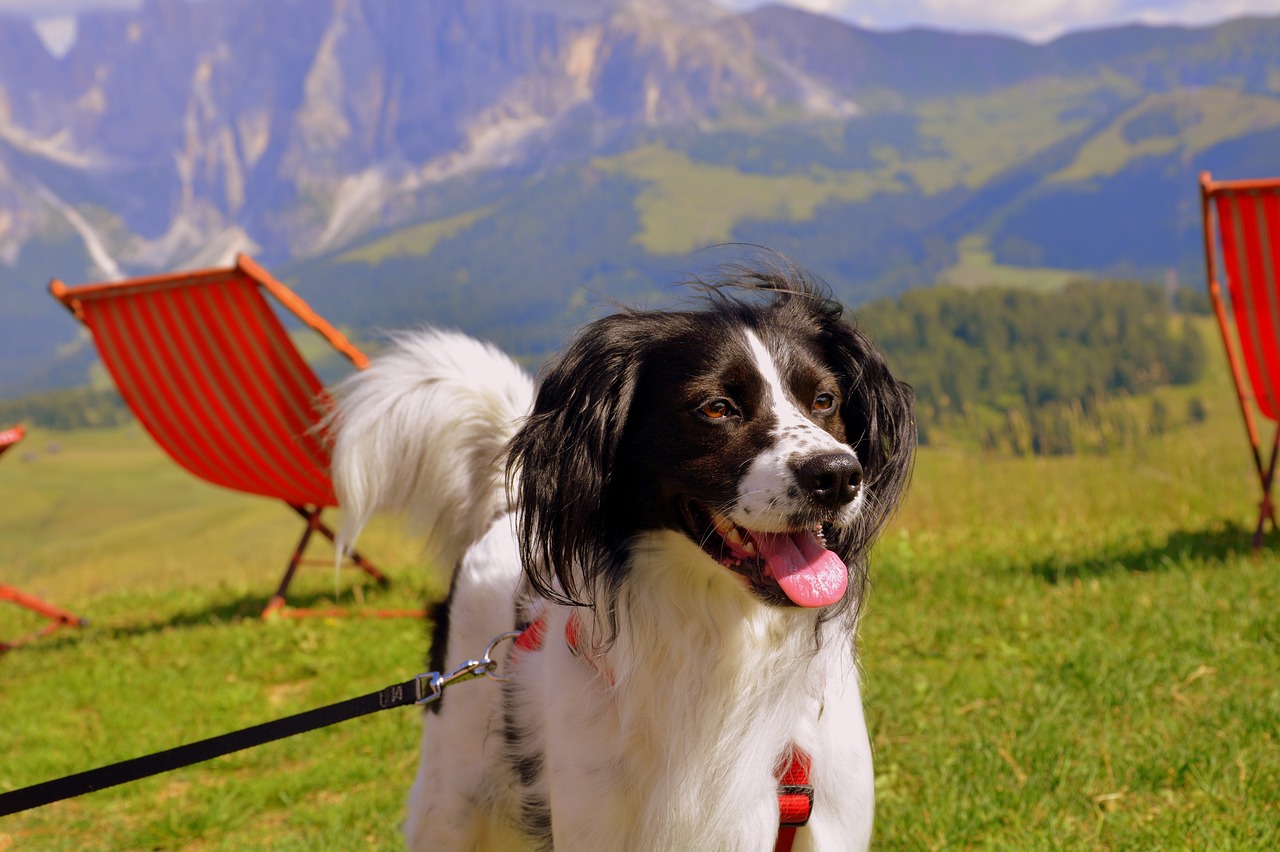 Image - dog happy mountain chairs prato