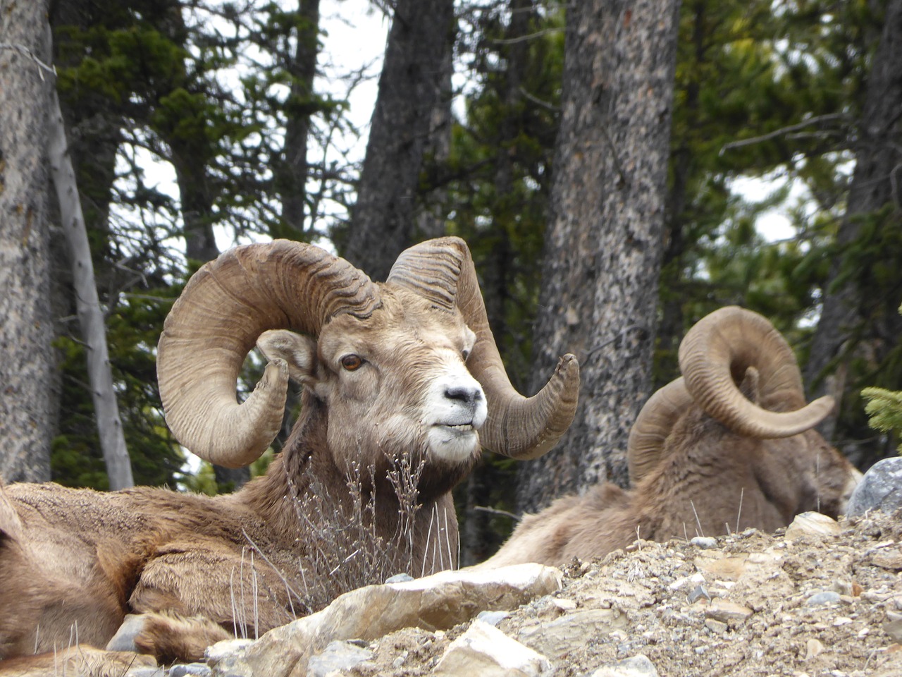 Image - capricorn ungulate horn canada