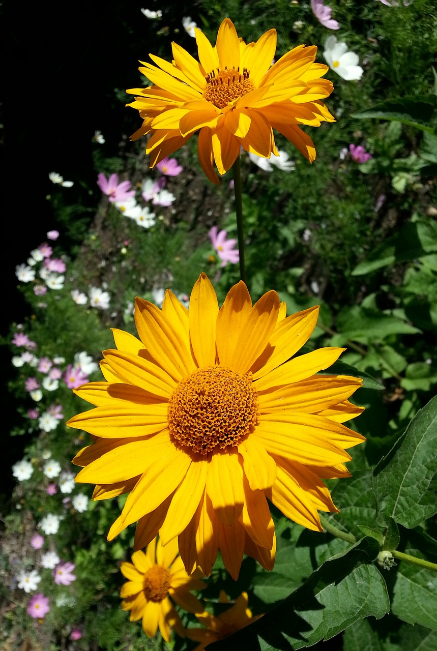 Image - flowers yellow petals stamens