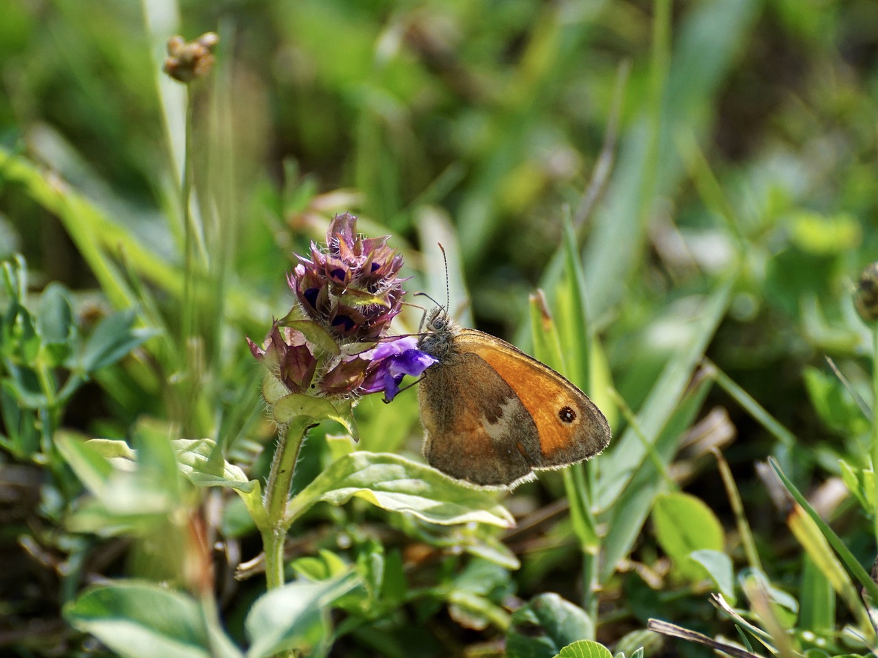 Image - small meadow bird fire falter