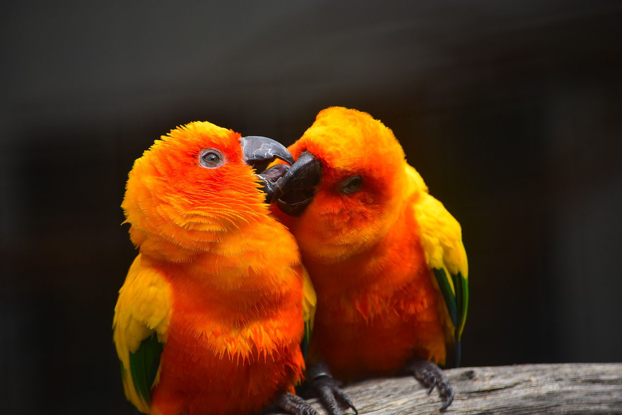 Image - parrot kissing bird love nature