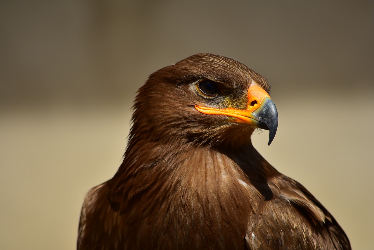 Image - eagle bird predator animal power