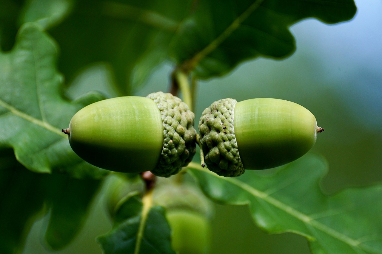 Image - acorn fruit tree nature oak fruit
