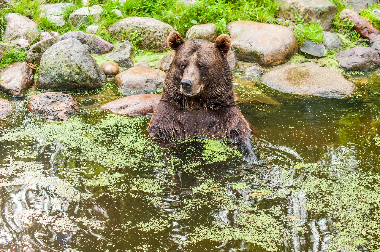 Image - brown bear water fur wild animal