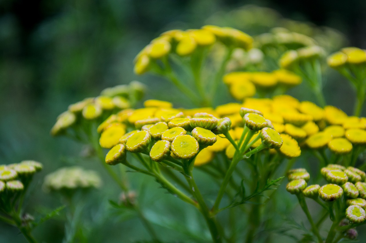 Image - yellow flower outside summer plant