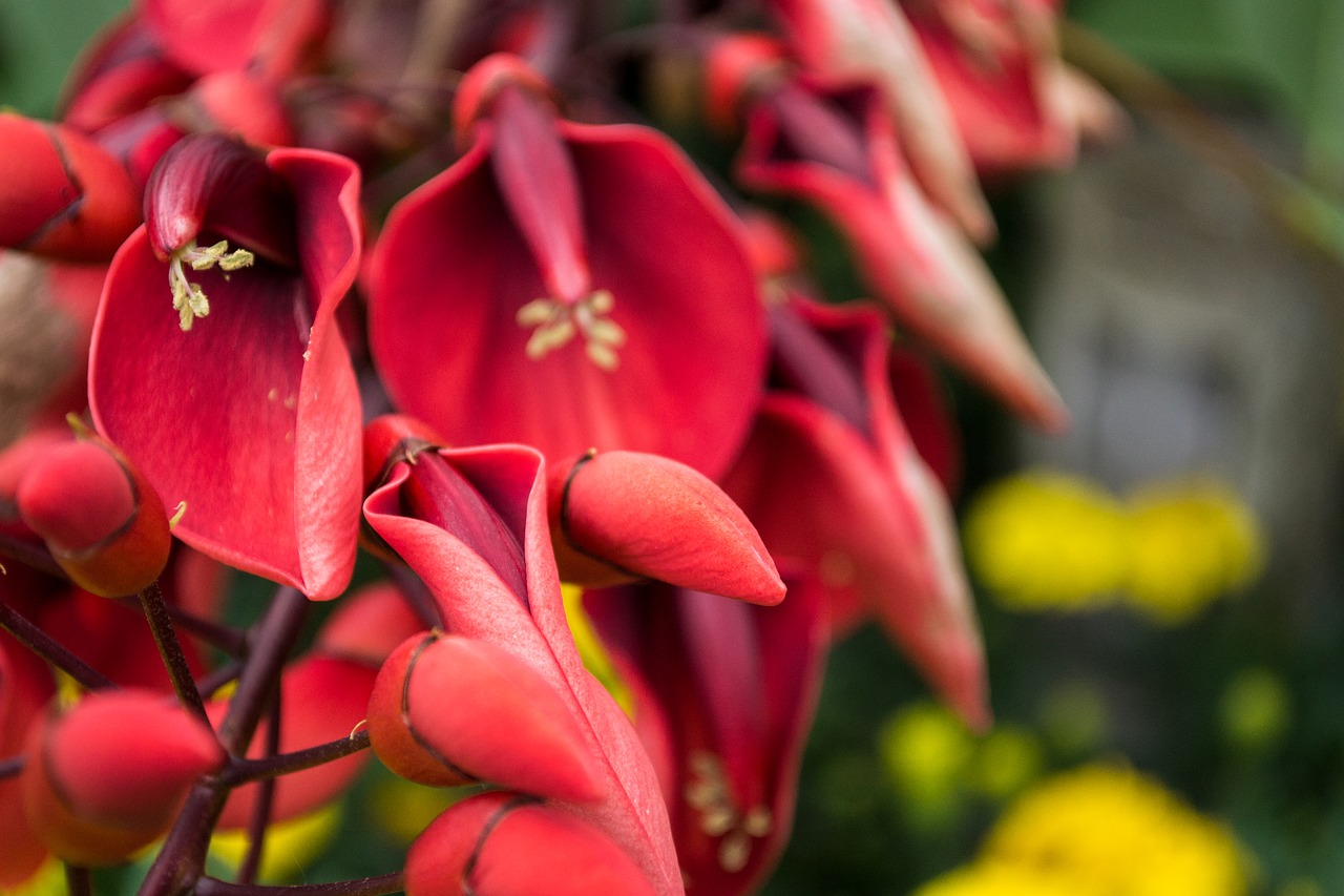 Image - red flower outside nature summer