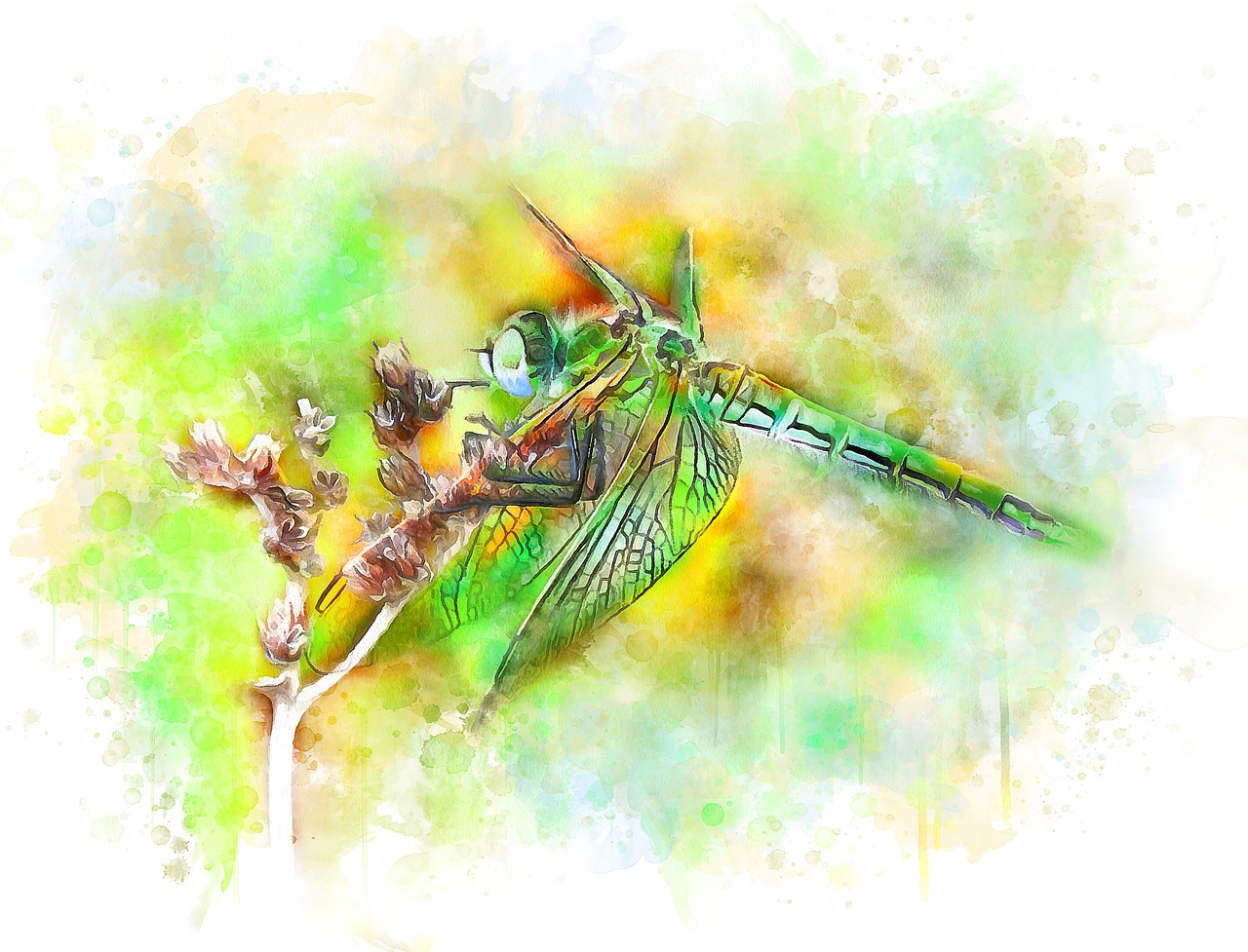 Image - dragonfly insect nature watercolor