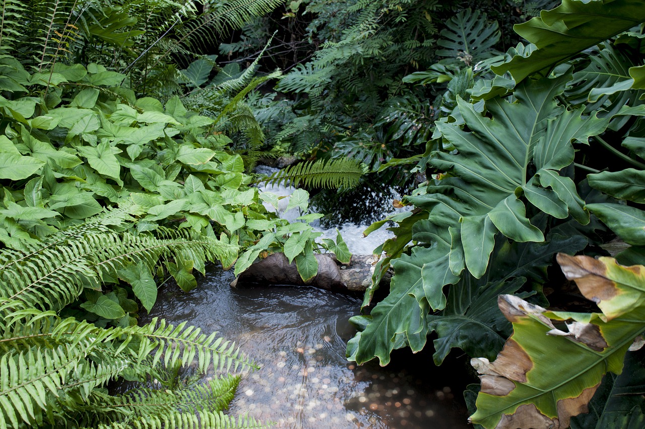 Image - jungle water plants nature