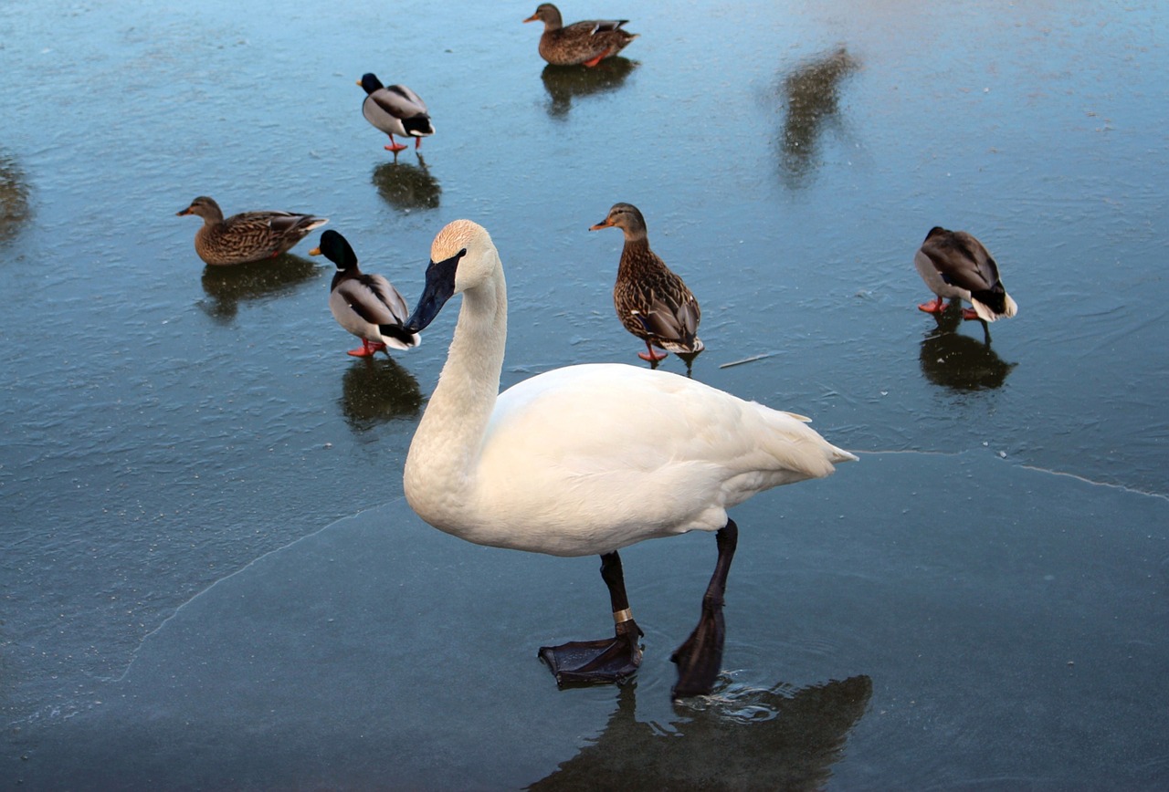 Image - birds fauna wild birds swan white