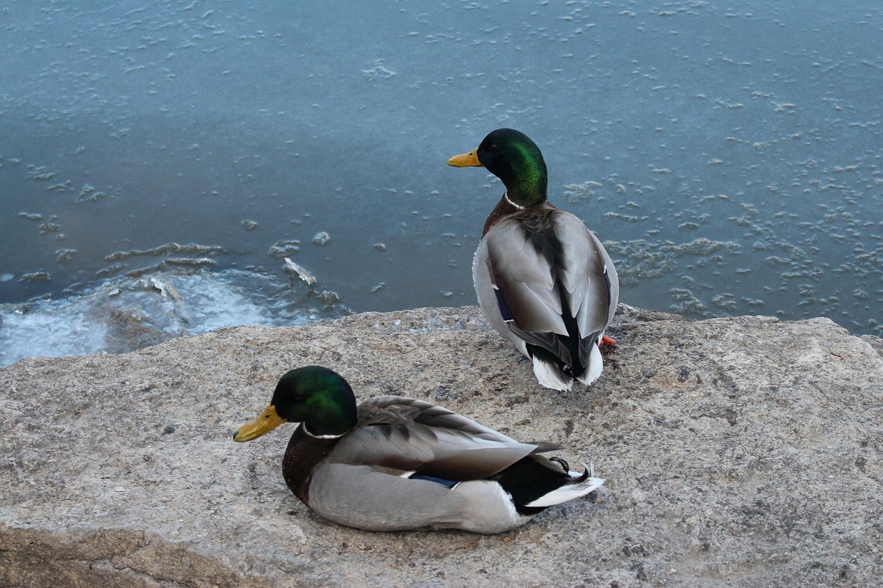 Image - fauna wild birds mallard duck stone