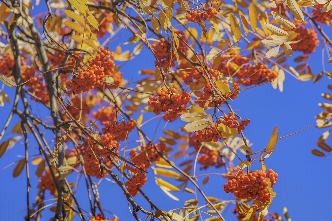 Image - viburnum sky red berry nature