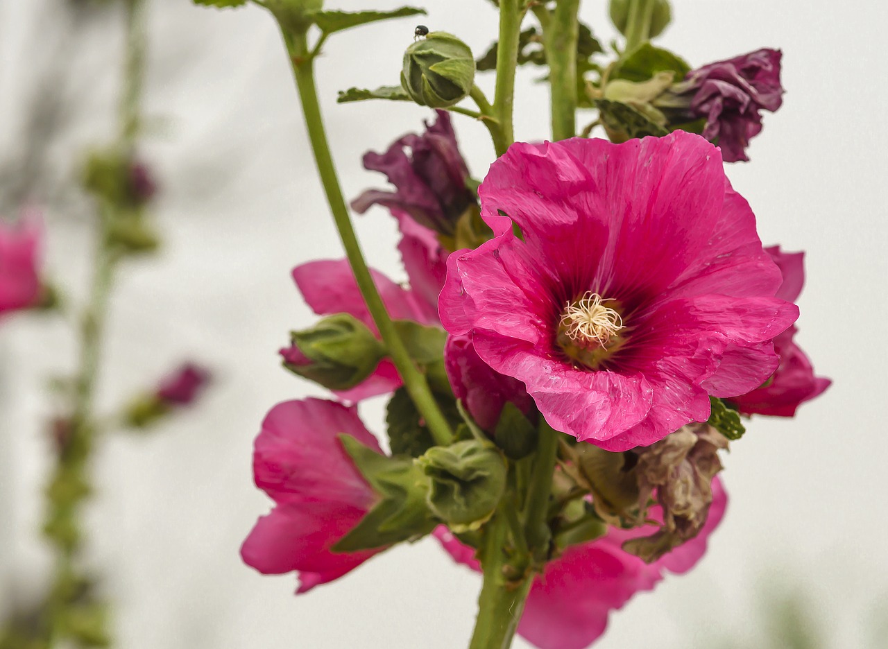 Image - flower malva closeup bloom garden