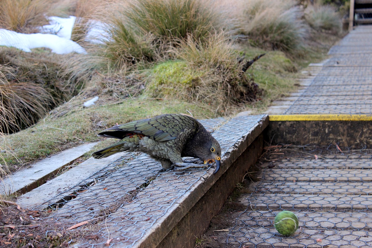 Image - kea parrot mountain parrot bird