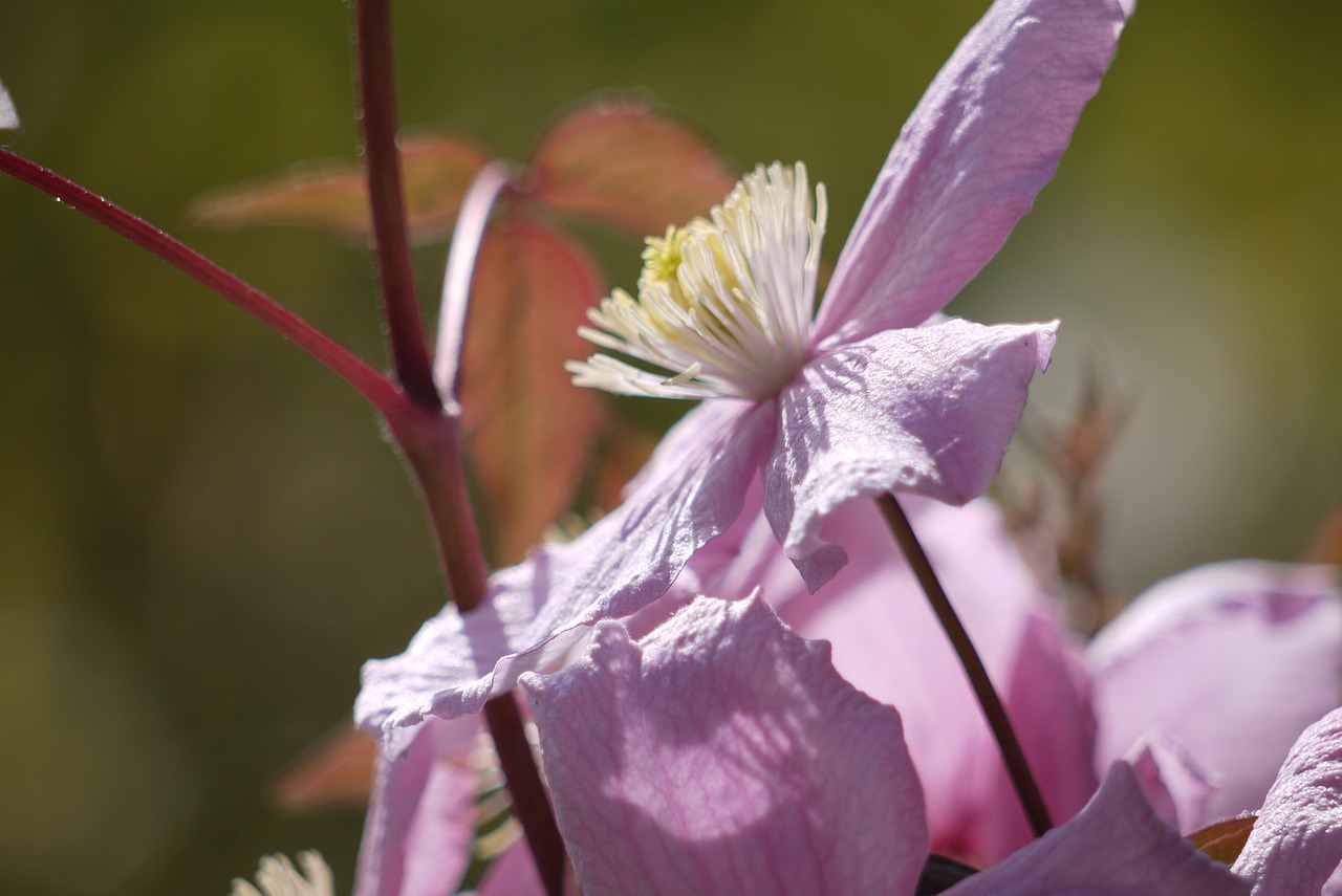 Image - pink flower garden blossom house