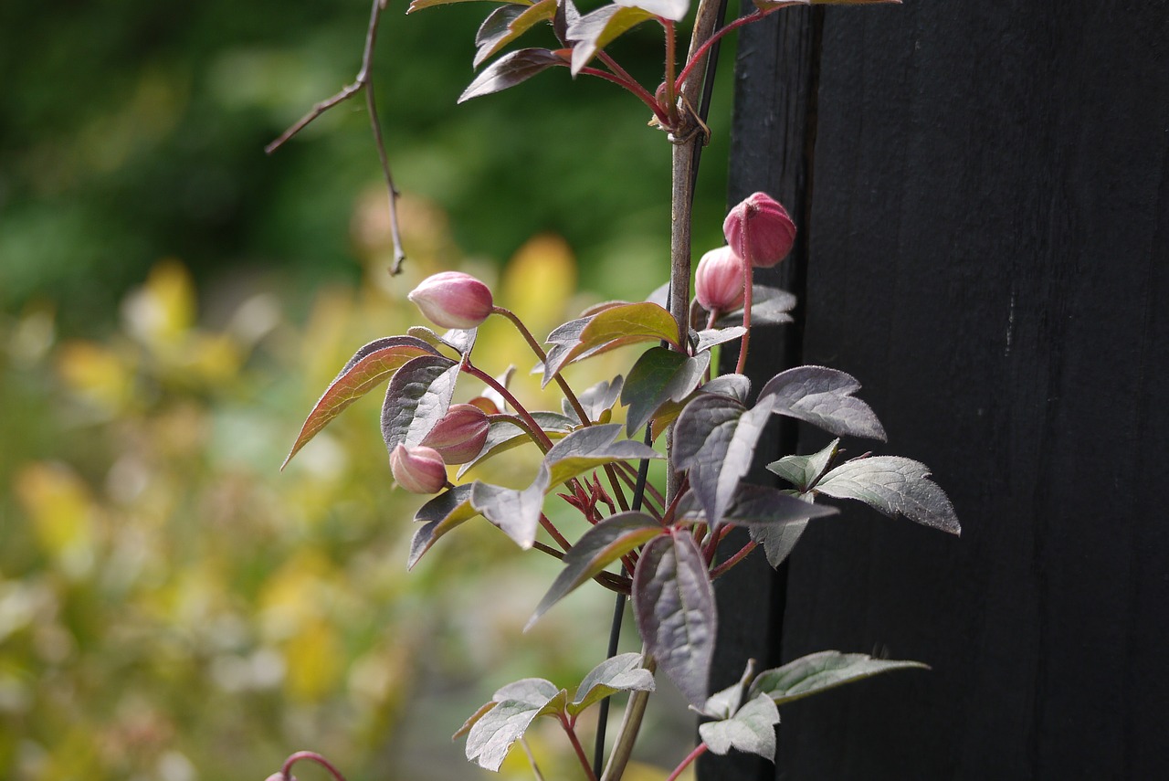 Image - close up flower garden sums