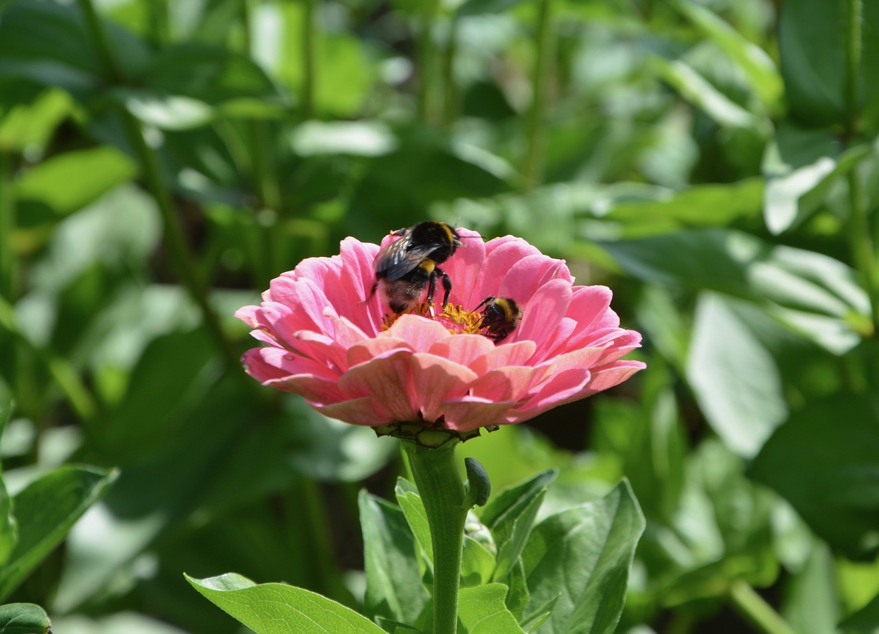 Image - flowers bees collect nectar pink