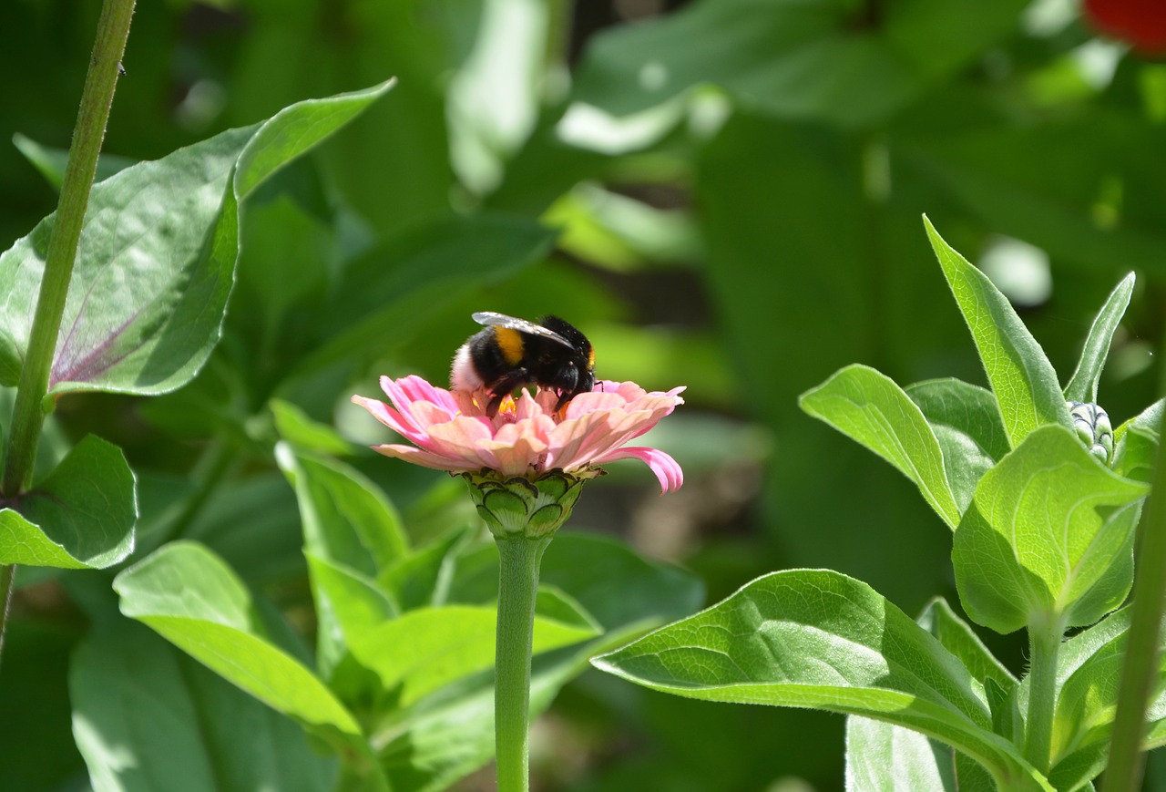 Image - bee resting on a flower flower bee